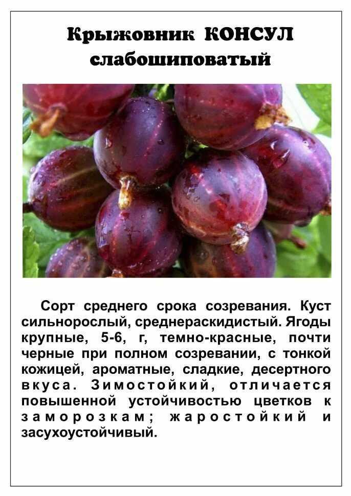 Как посадить крыжовник