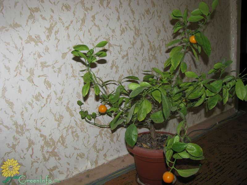 Почему у лимона желтеют листья?