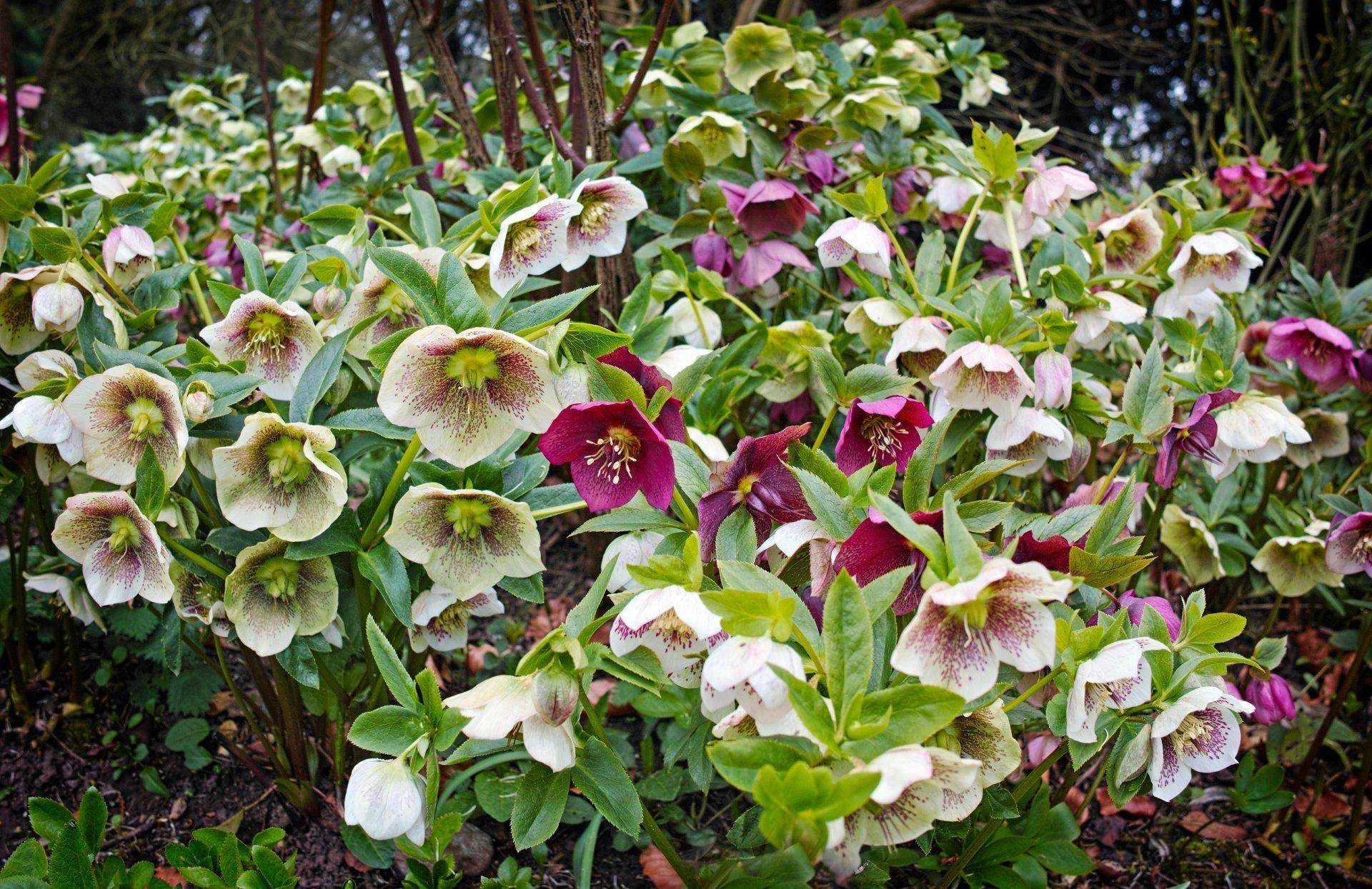 Морозник восточный - helleborus orientalis - описание таксона - плантариум