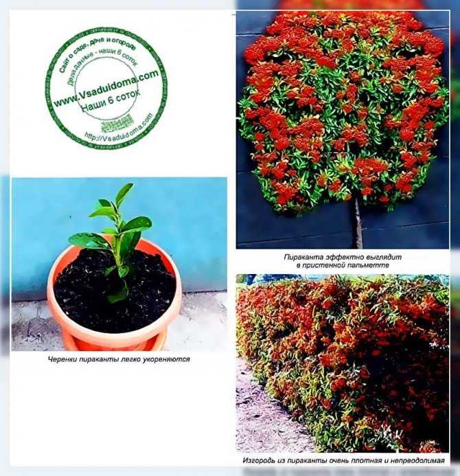 Колючий вечнозеленый кустарник пираканта Pyracantha является представителем семейства Розовые В природе такое растение встречается в южной части Европы и в Юго-Восточной Азии