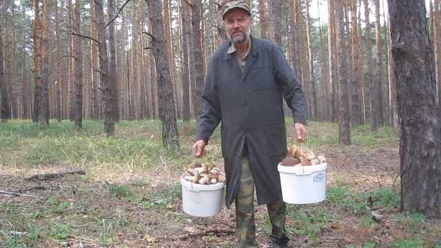 Через какое время после дождя растут шампиньоны. сколько растет гриб после дождя