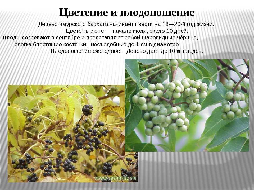 Амурский бархат ягода и их применение, отзывы, польза и вред