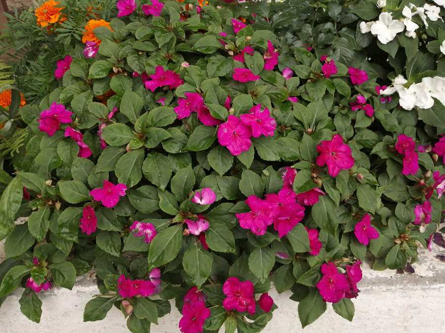 8 неприхотливых огородных культур