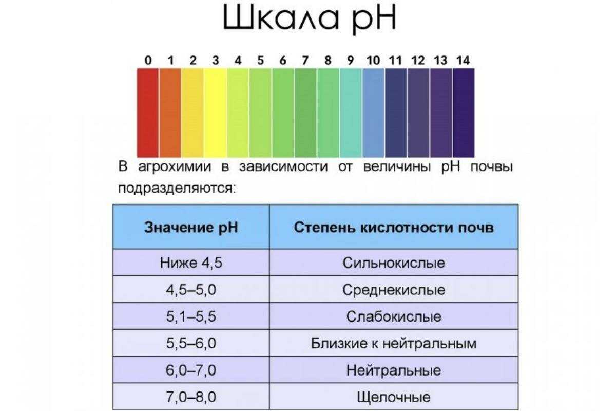 Удобрение из крапивы: как приготовить настой для подкормки растений
