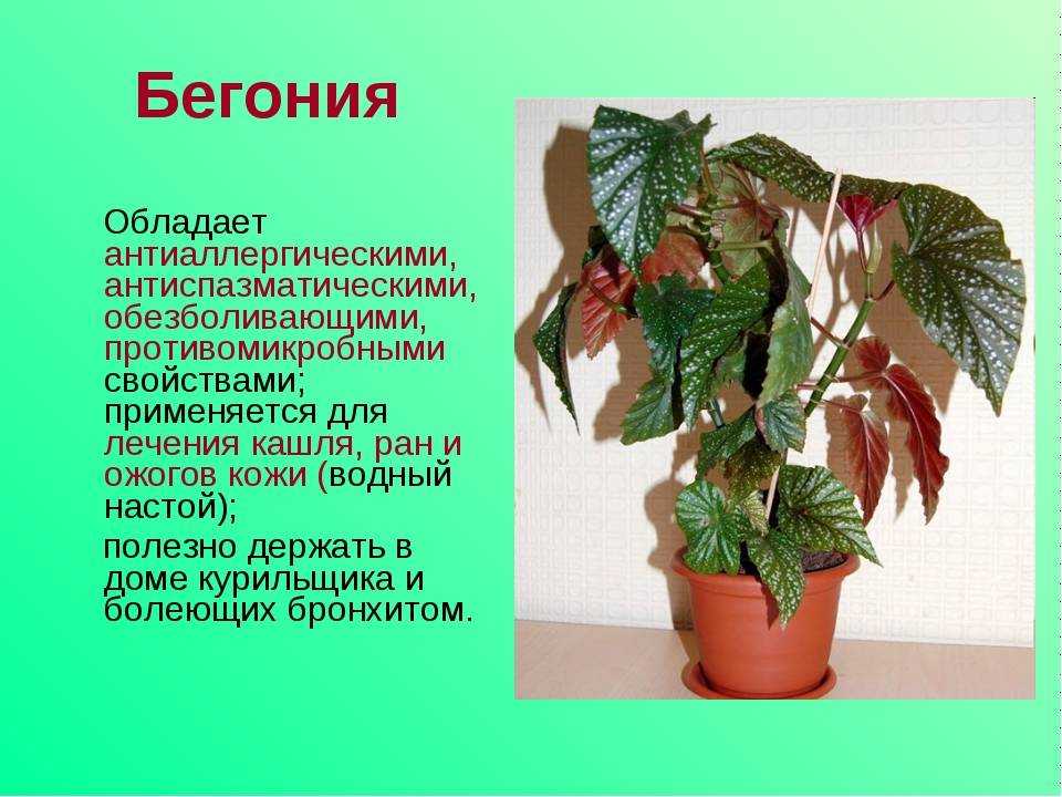 Как ухаживать за цветком бегония в домашних условиях