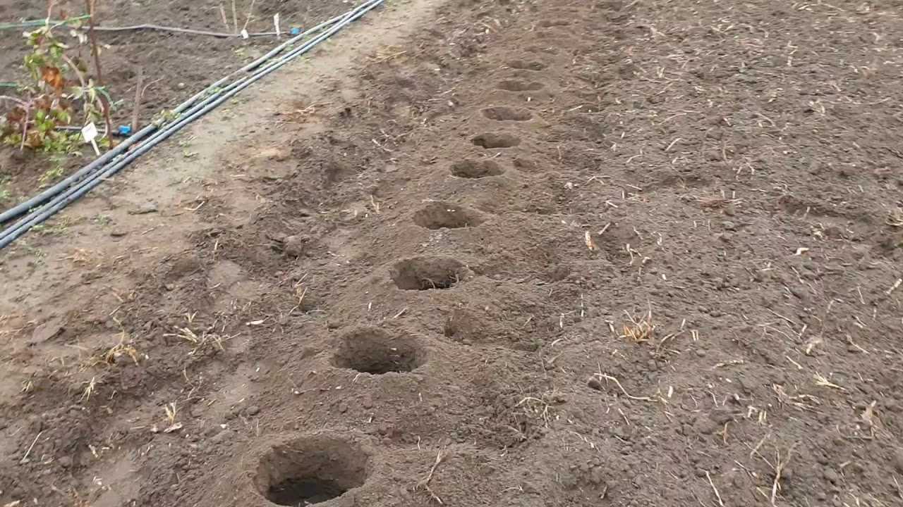 Выращивание малины на даче в открытом грунте, посадка весной в саду