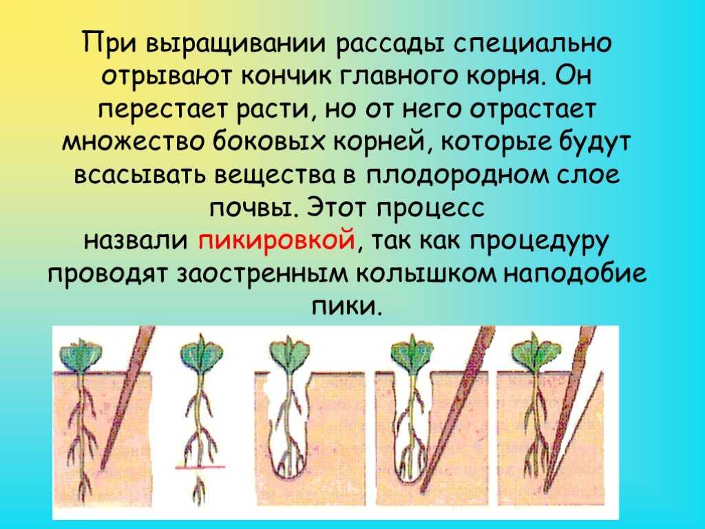 Суть и особенности проведения процедуры окучивания растений