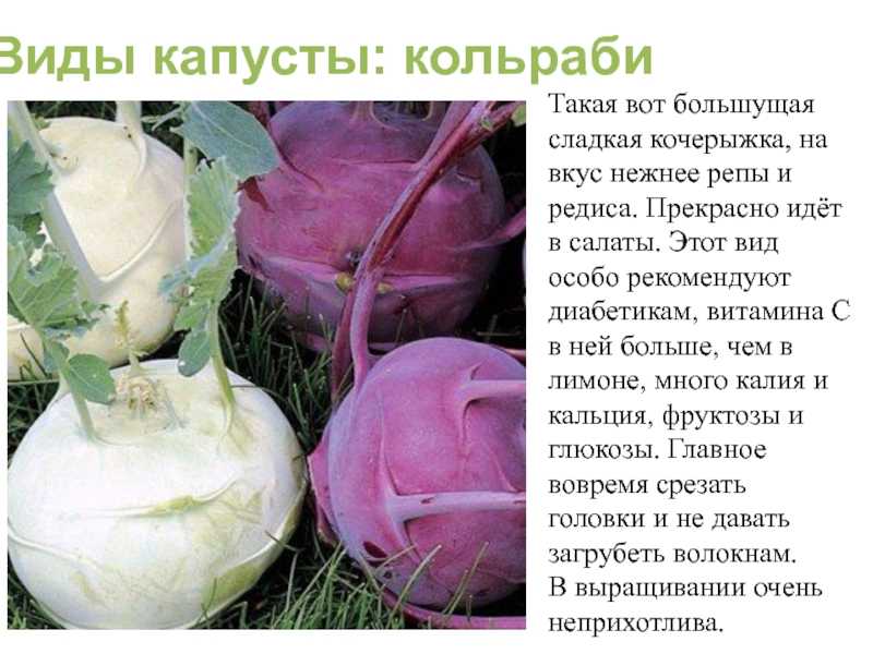 Как хранить кольраби в домашних условиях правильно