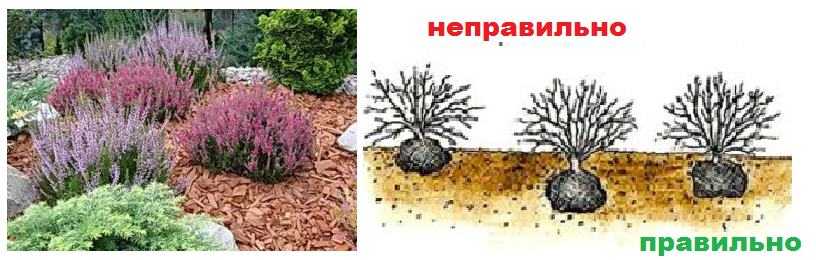Растение эрика – виды, посадка и уход в открытом грунте
