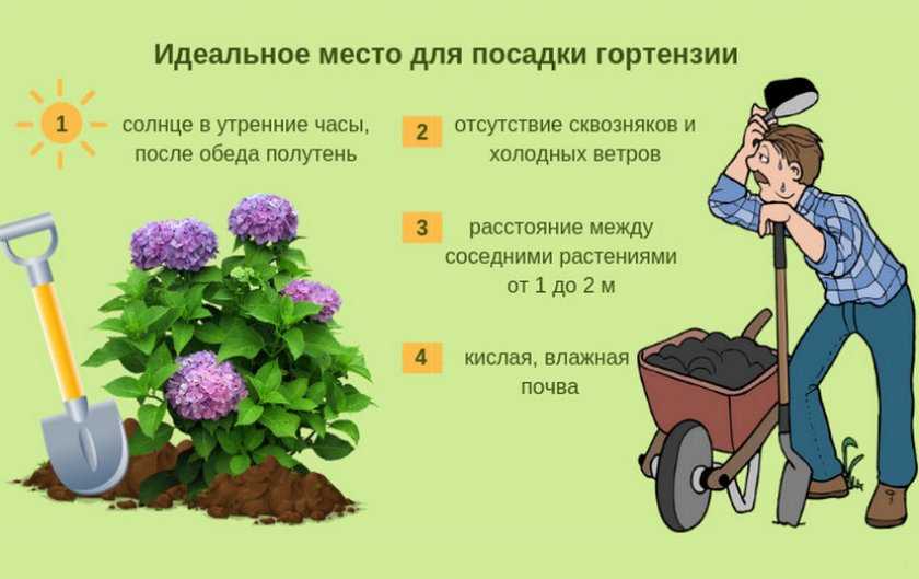 Цветок счастья и душевного тепла — знакомство с красной герберой