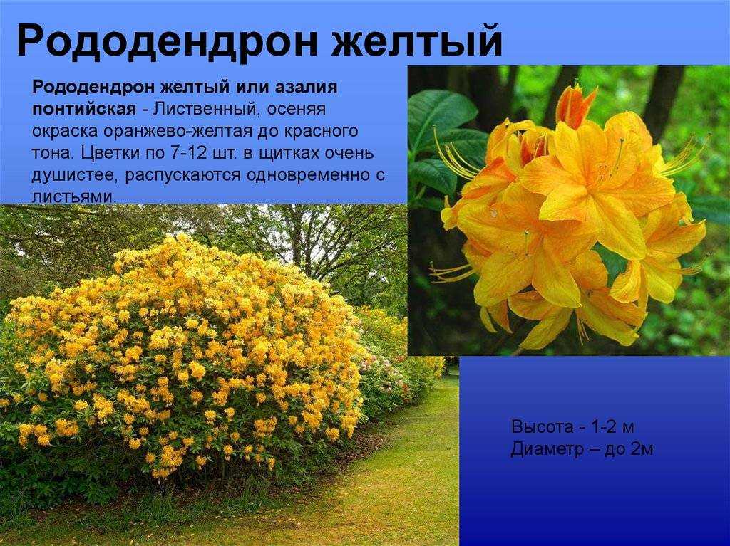 Рододендрон японский (азалия садовая): посадка и уход, фото, а также как укрыть на зиму selo.guru — интернет портал о сельском хозяйстве
