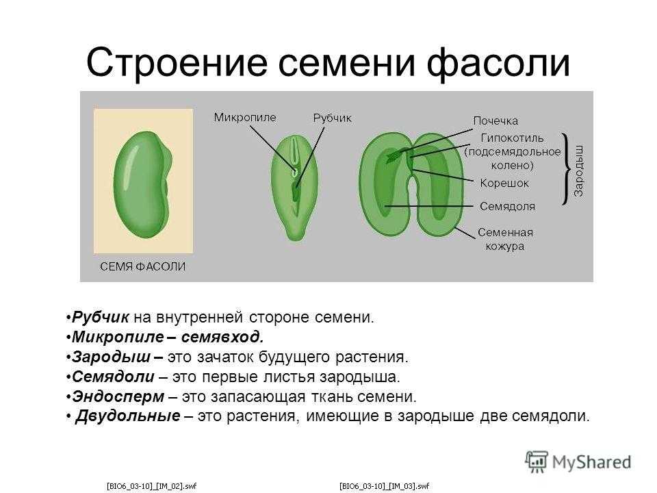 Какие функции выполняет семядоля в семени однодольных - у дачки