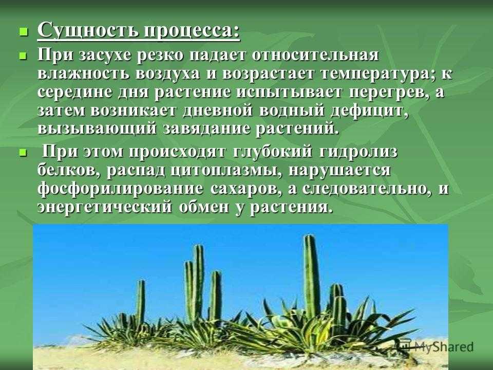 10 самых эффектных комнатных растений из пустыни