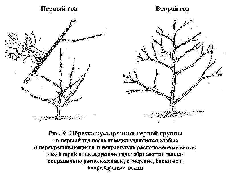 Выращивание папоротников в саду - дачная жизнь