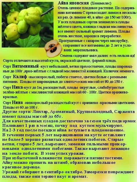 Айва японская. рецепты приготовления