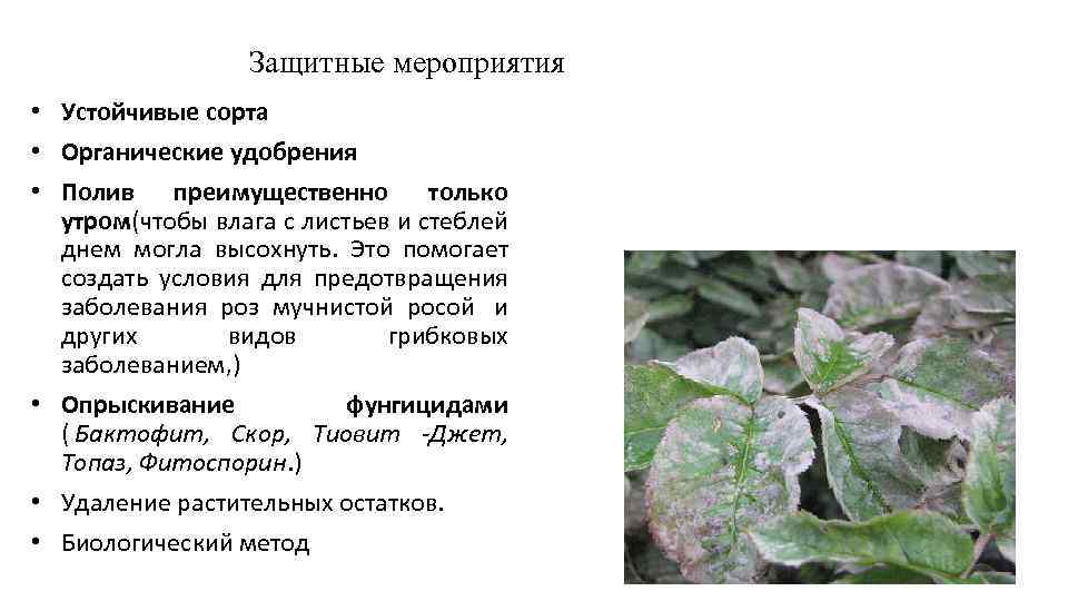 Чем болеют листья каланхоэ и как лечить? что делать, если они желтеют?