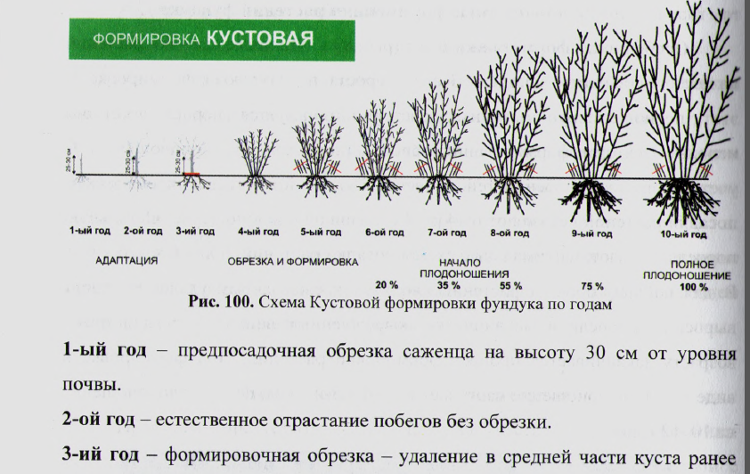 Где и как растёт мимоза: краткий экскурс для любопытных