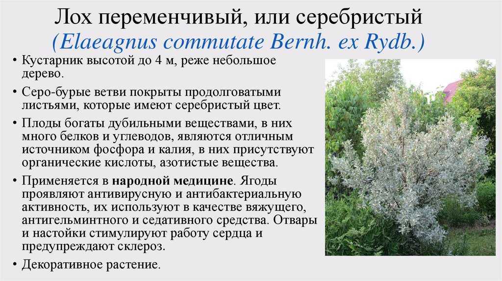 Растение лох серебристый представлено кустарником или невысоким деревом, при этом оно отличается довольно необычным внешним видом Гладкая поверхность его листовых пластин словно покрыта инеем