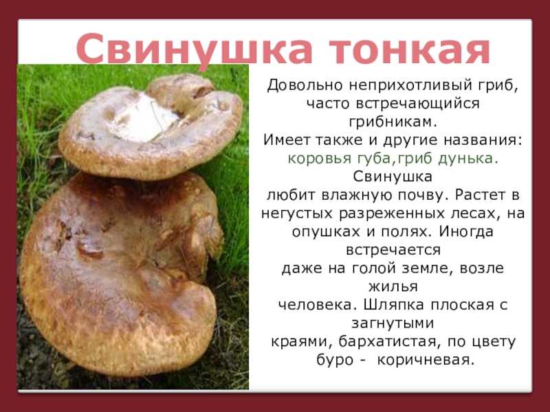 Гриб коровья губа: описание, места сбора, как приготовить, как выглядит, польза