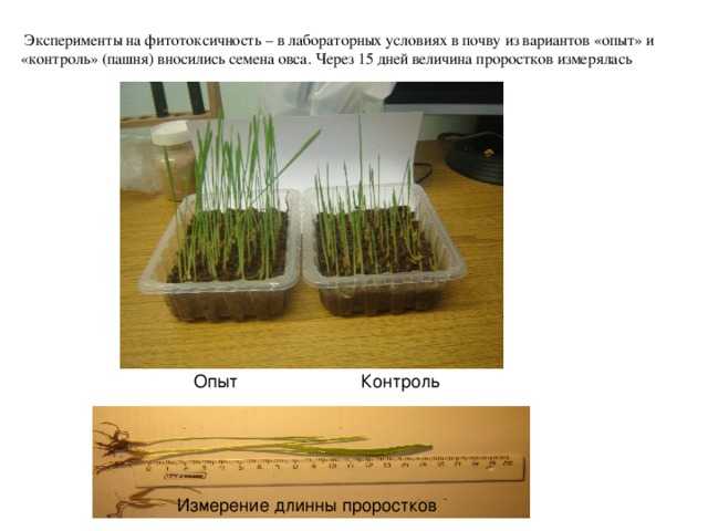 Сидераты: когда сеять и закапывать, какие сидераты лучше