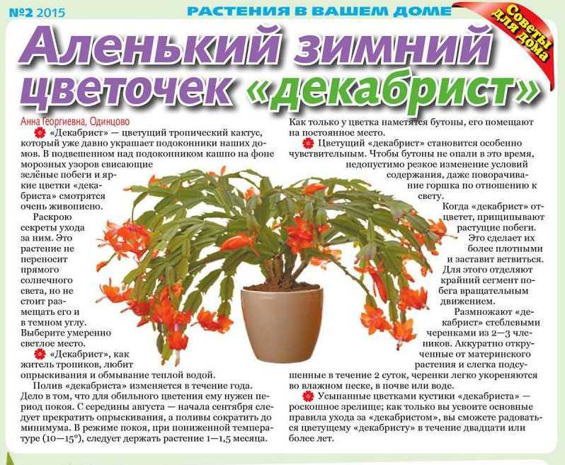Уход за бегонией в домашних условиях