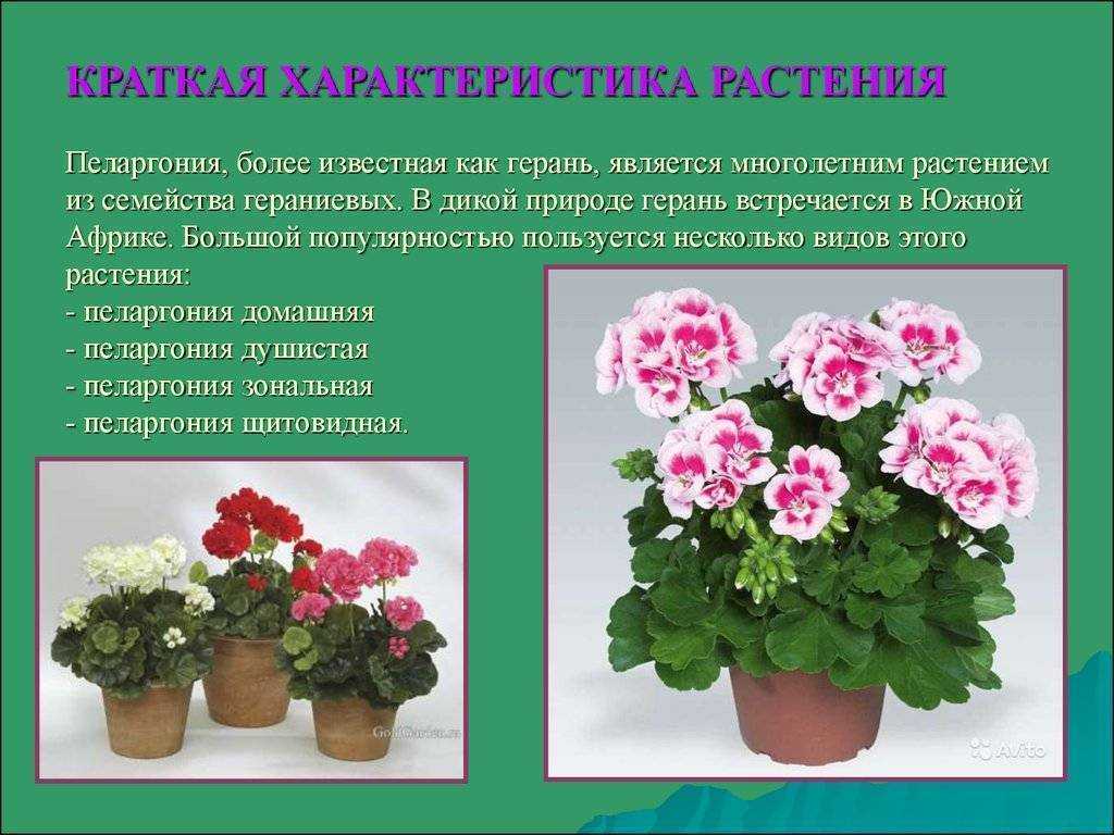 Герань тюльпановидная: уход и выращивание в домашних условиях
