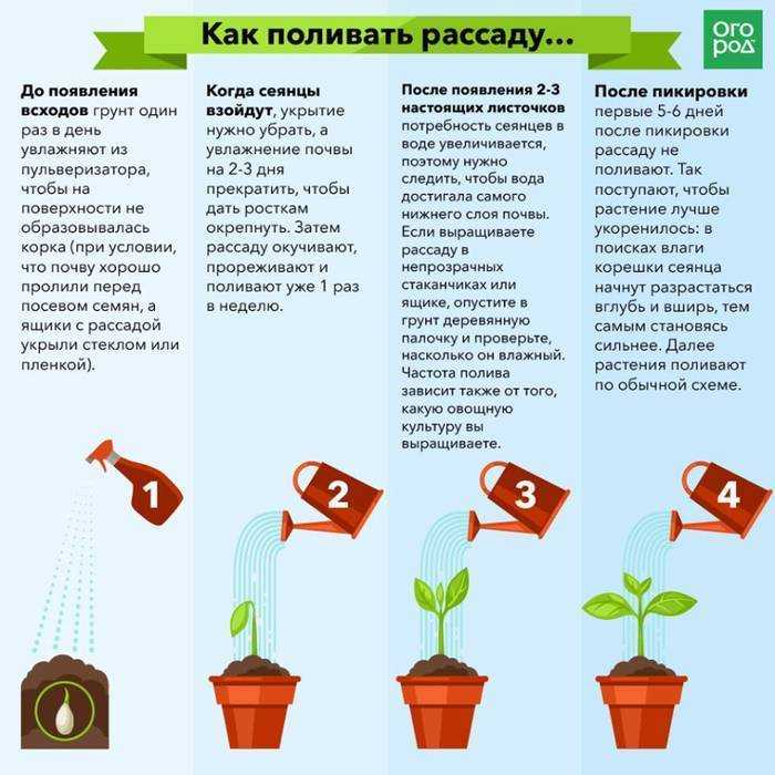 Кроссандра: уход в домашних условиях и виды