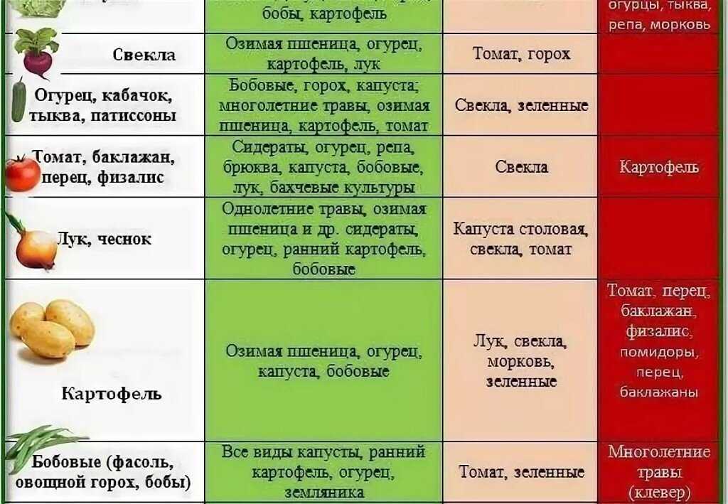 Можно ли после свеклы сажать лук
