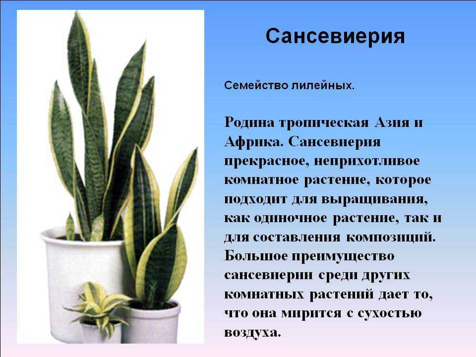 Почему желтеют листья у щучьего хвоста, болезни сансевиерии