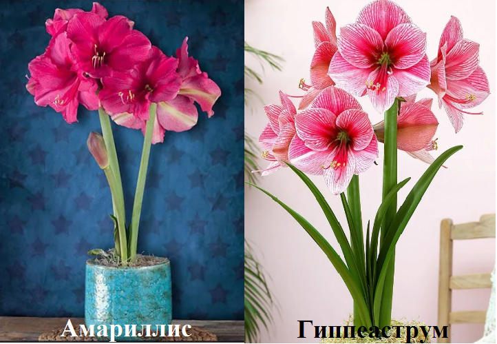 Чем отличается амариллис от гиппеаструма и какие еще цветы похожи на них