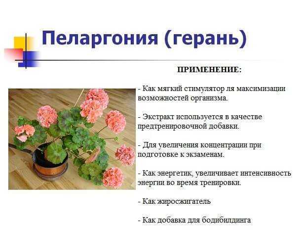 Сколько можно держать герань в ухе