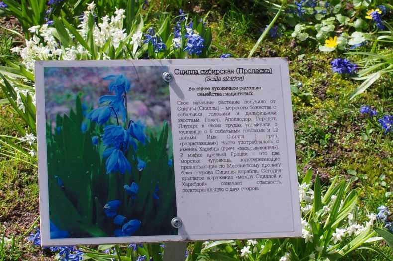 Пролеска: посадка и уход в открытом грунте, виды, фото и описание