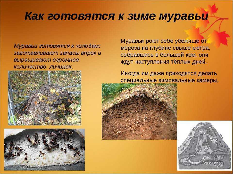 Зимовка муравьев: что это такое, как проходит, какой вид муравьев без диапаузы подойдет новичкам