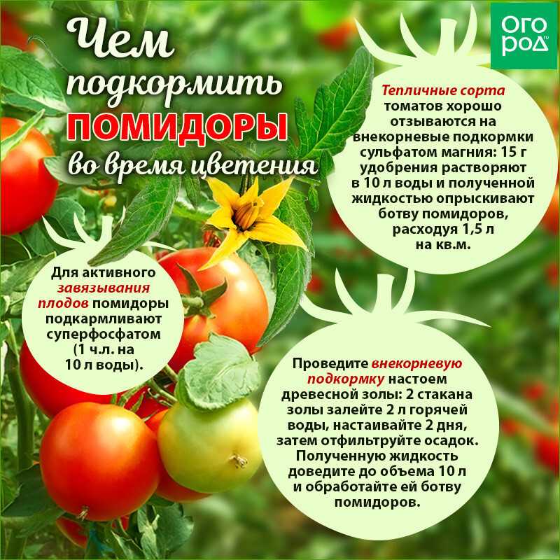 Выращивание помидоров в теплице