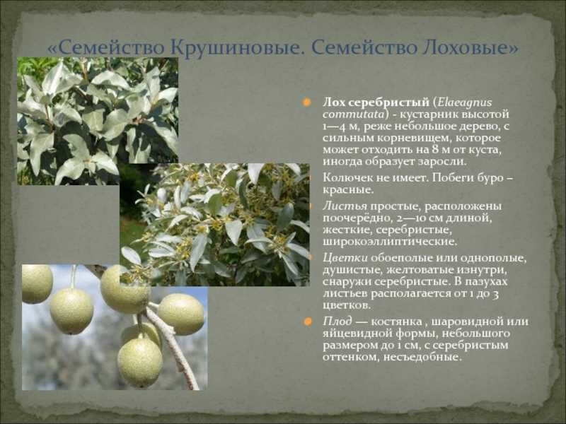 Лох серебристый: посадка, размножение и уход в 2023 году на гудгрунт