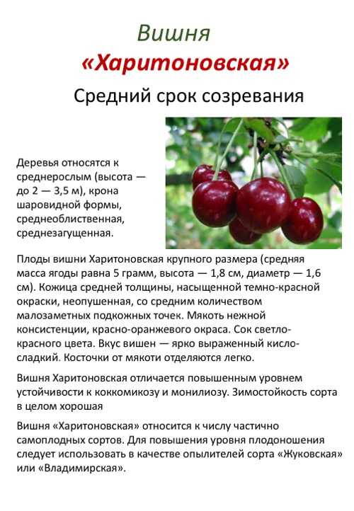Слива жёлтая самоплодная: нюансы агротехники