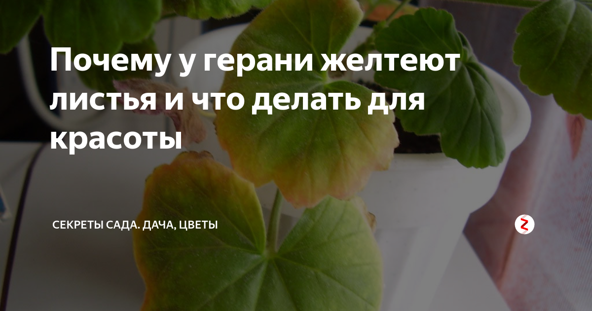 Разберемся, почему желтеют листья у герани, и как за ней ухаживать в домашних условиях Узнаем, что делать, если пожелтело само растение или лишь нижние края, а также, как спасти листочки, и чем подкормить и поливать, чтобы это не повторилось