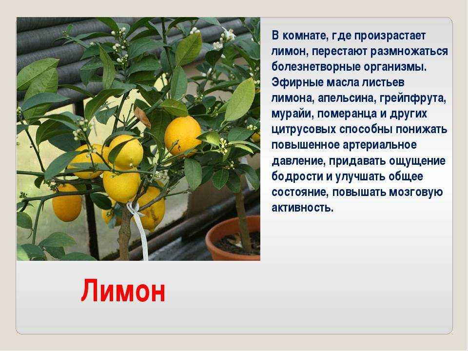 Лимон мейера — как ухаживать в домашних условиях? – уход за растениями