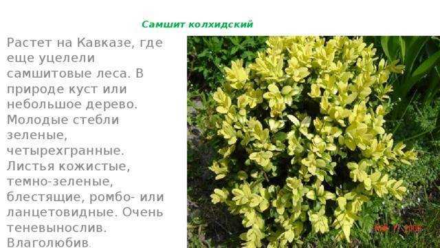 Посадка и уход за самшитом в открытом грунте