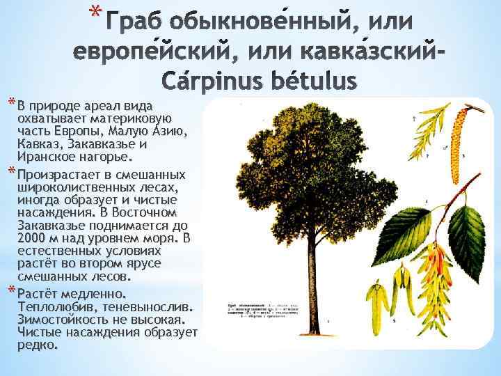 Граб обыкновенный: описание и фото. разновидности и уход за грабом