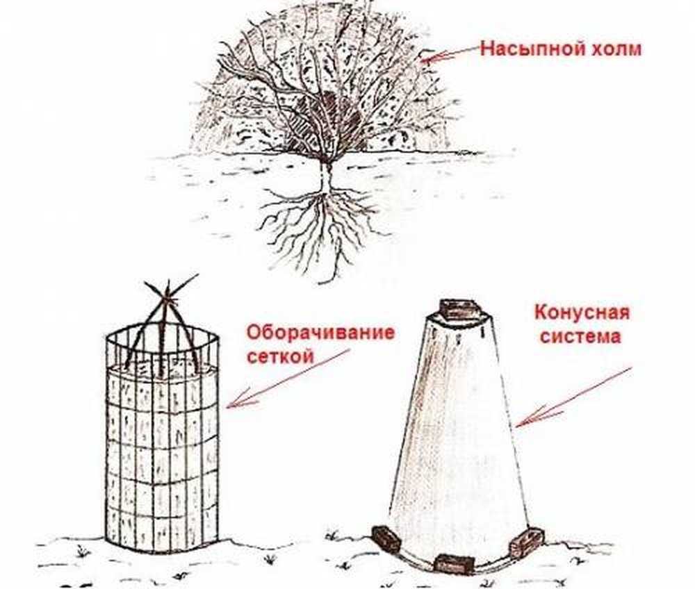 Укрываем розы на зиму. как укрыть? чем укрыть? зачем укрыть?