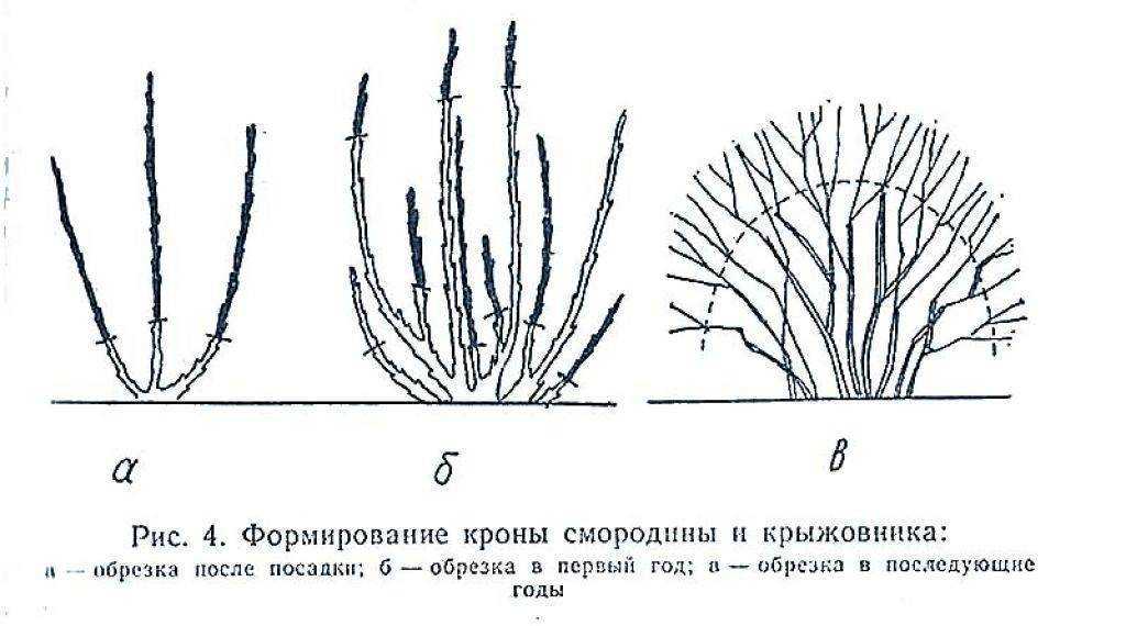 Обрезка смородины летом: видео, схемы, описание