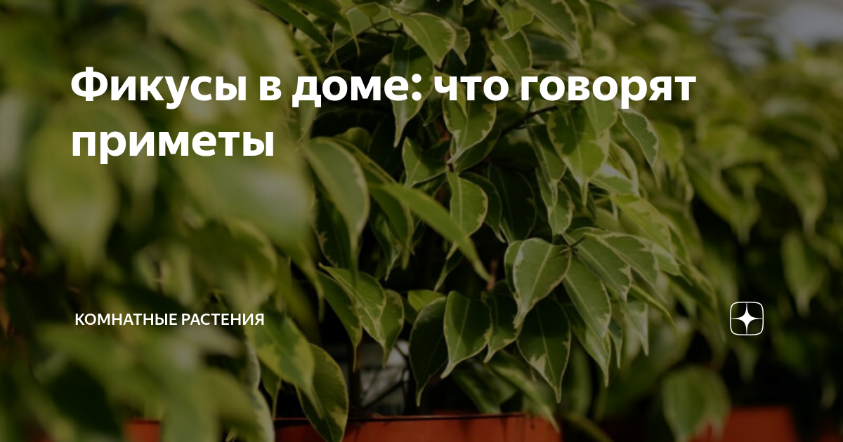 Маранта – уход, приметы и суеверия