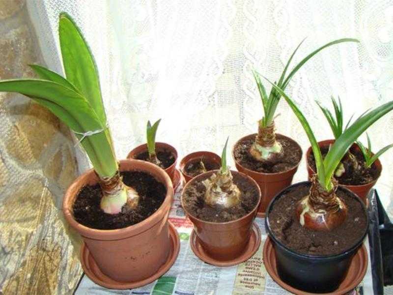 Уход за амариллисом в домашних условиях: какой горшок нужен для выращивания цветка, фото и как размножить?
