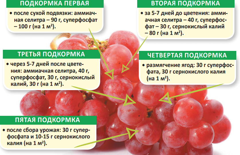 Смородина: черная, красная, сорта, посадка, обрезка, выращивание, болезни и вредители, подкормка, укрытие