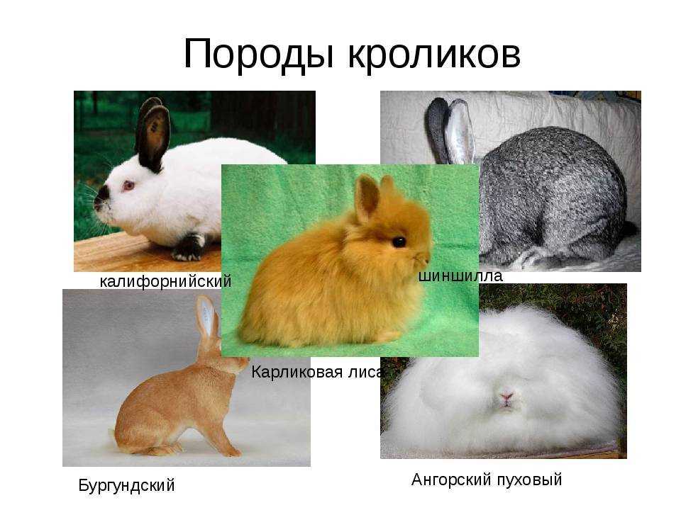 Породы декоративных кроликов: фото, названия и описание