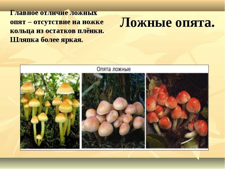 Грибы похожие на опята: с чешуйками, без юбочки, желтые (+27 фото) — викигриб