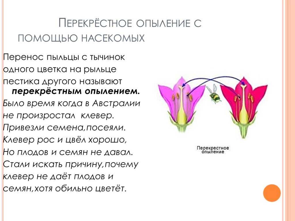 Какие плодовые деревья и кусты самоплодны, а каким нужна пара