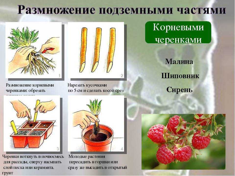 Кустарник жасмин: посадка (весной или осенью), уход и размножение в открытом грунте, что можно посадить рядом, фото