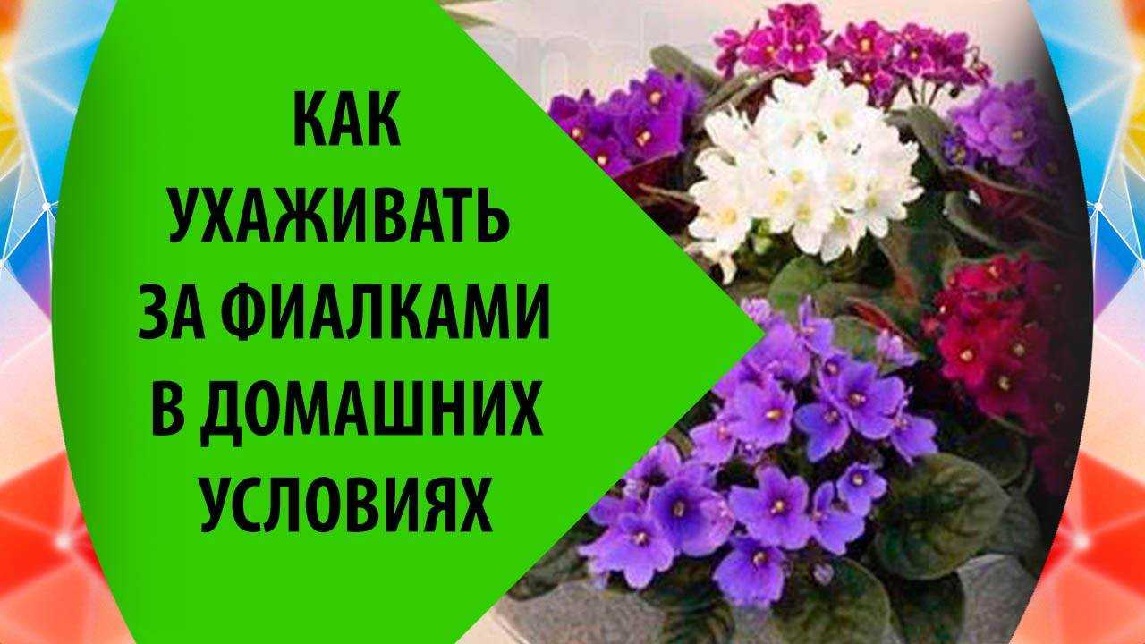 Уход за фиалками в домашних условиях – гид для новичков
